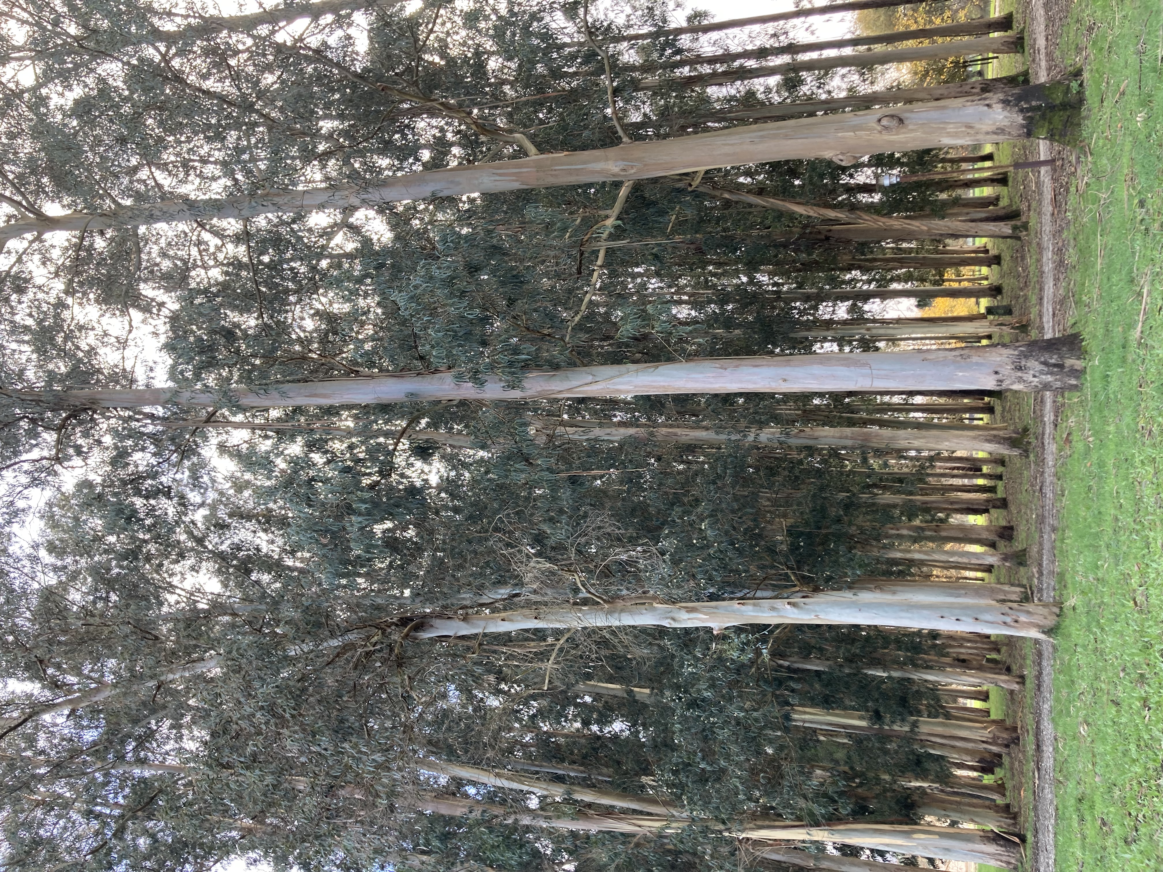Eukalyptus trees