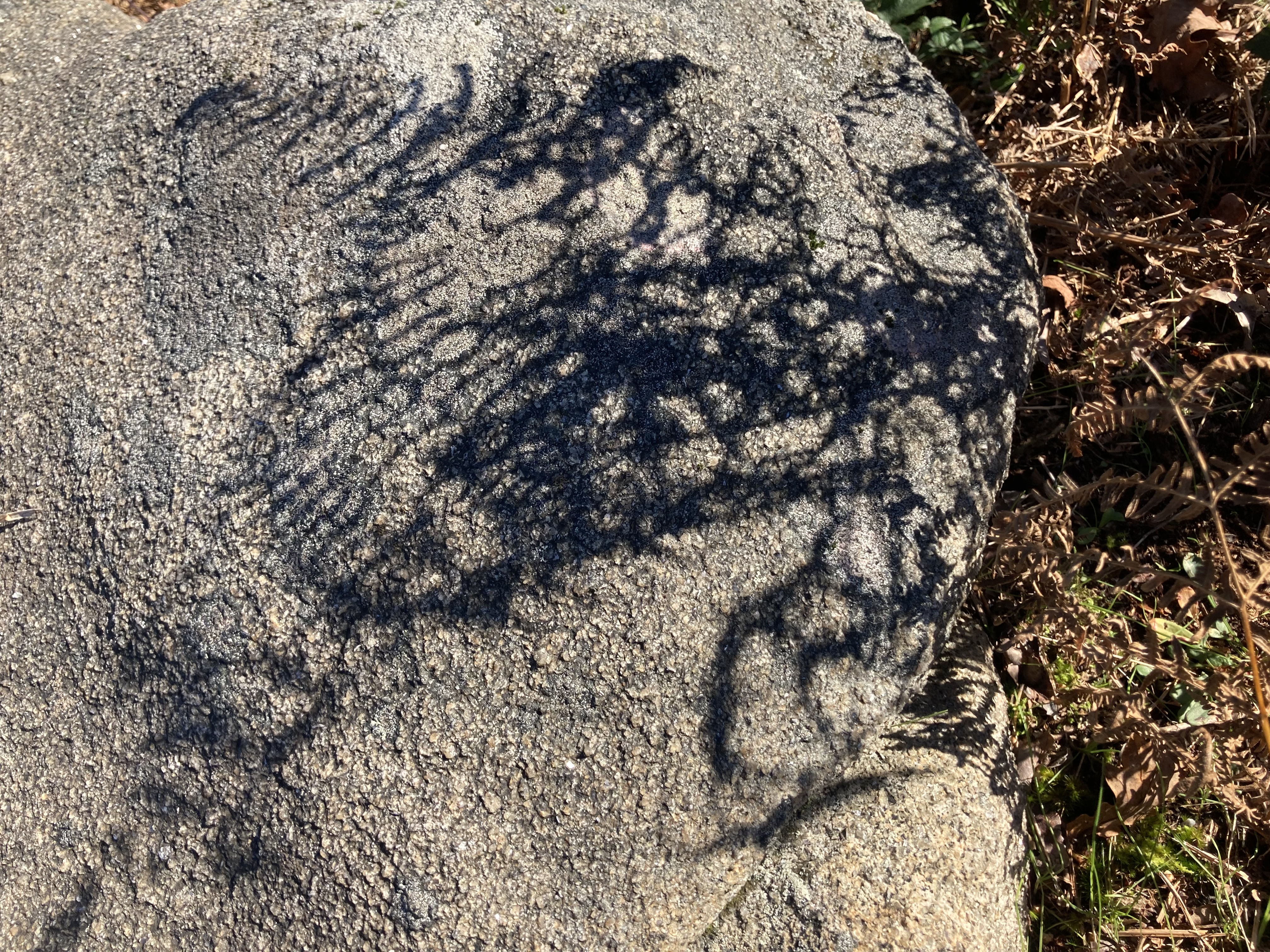 shadow of fern on stone