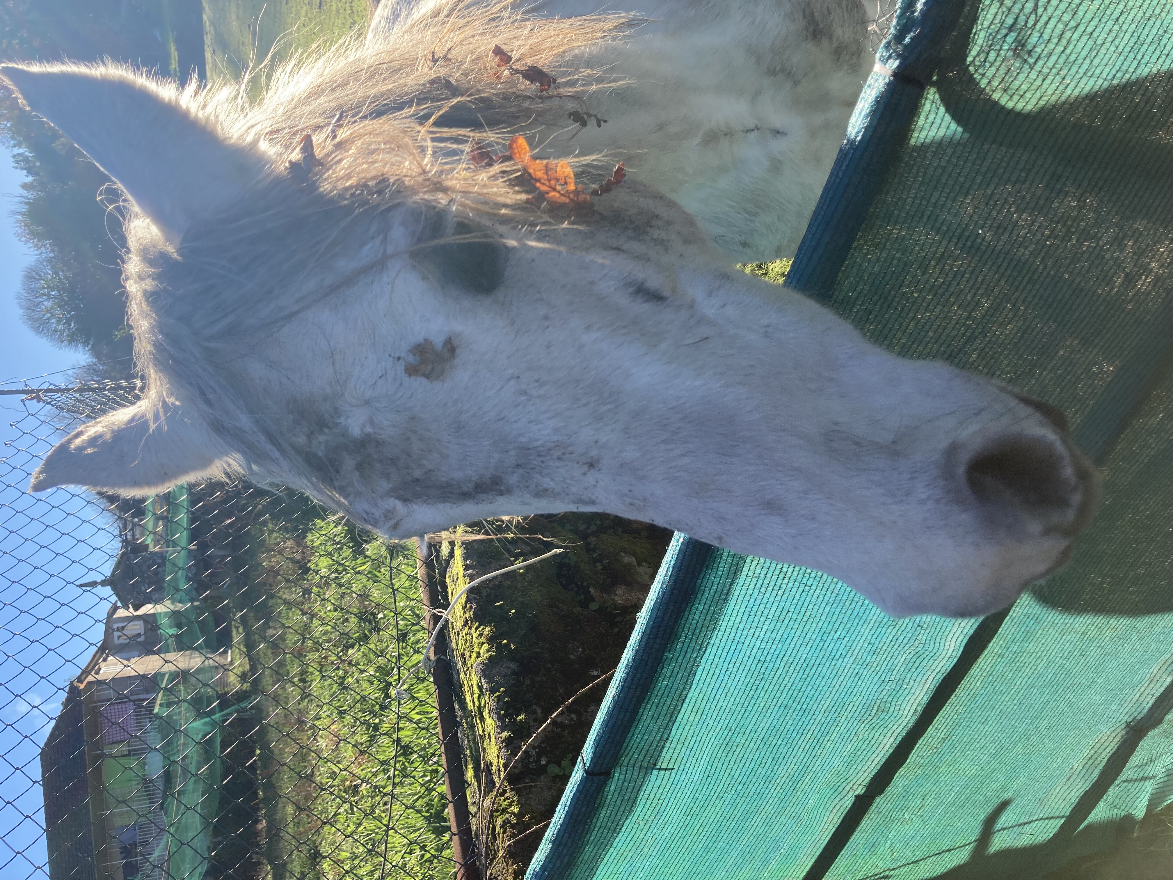 backlit head of a white horse