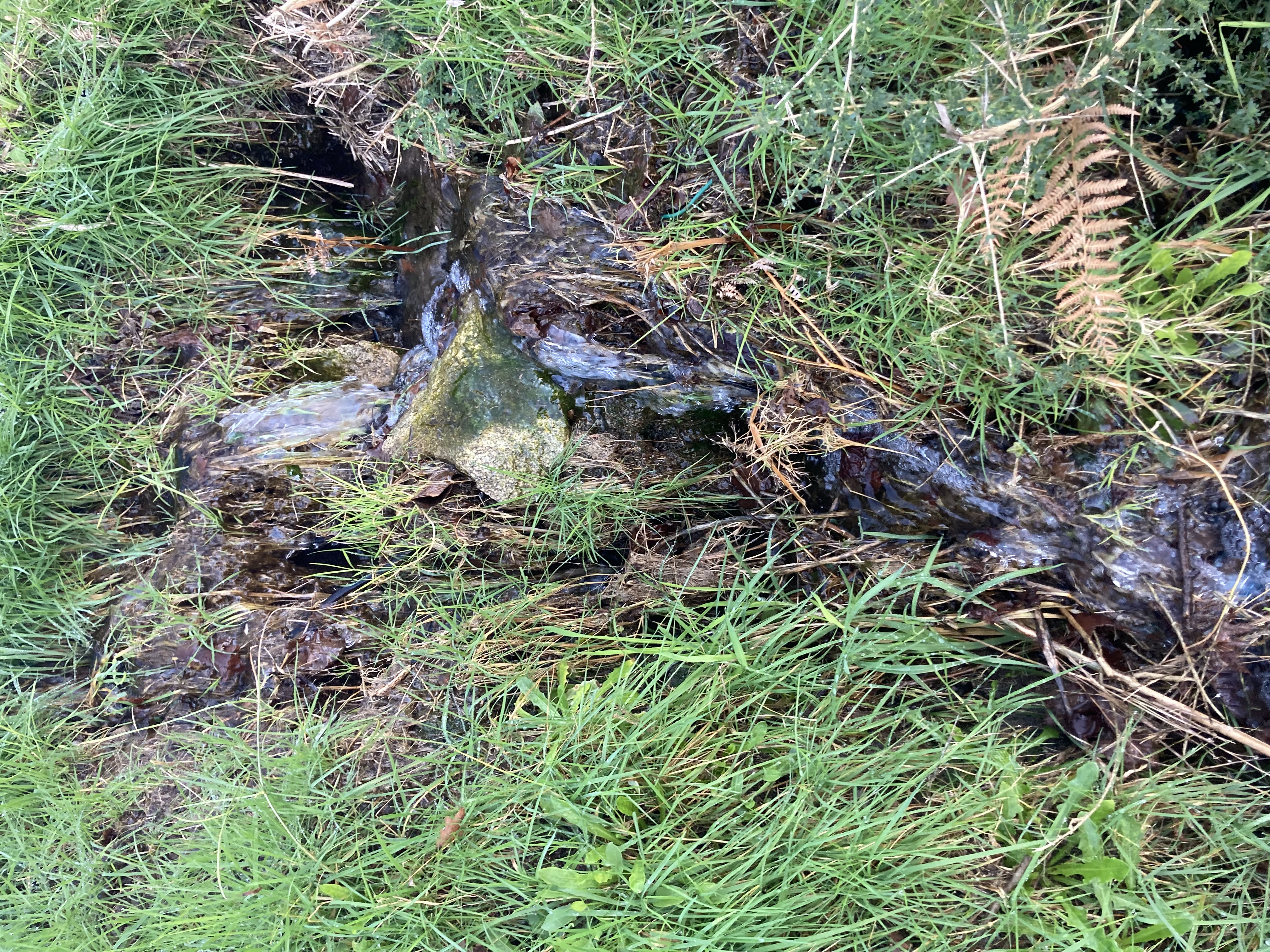 a small spring running between gras
