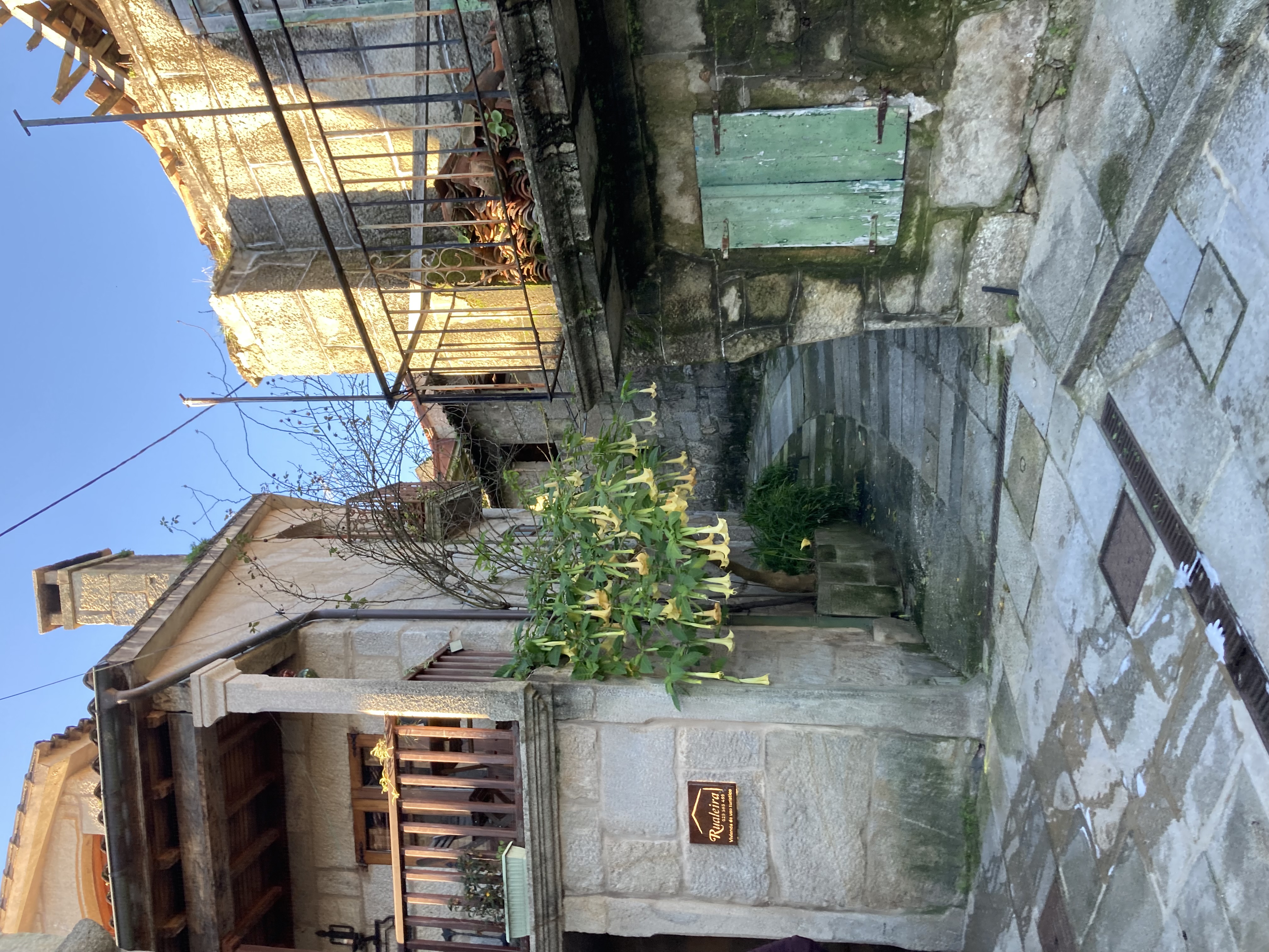 steep tight alley in late afternoon sun, angels trumpet blooming from one of the houses