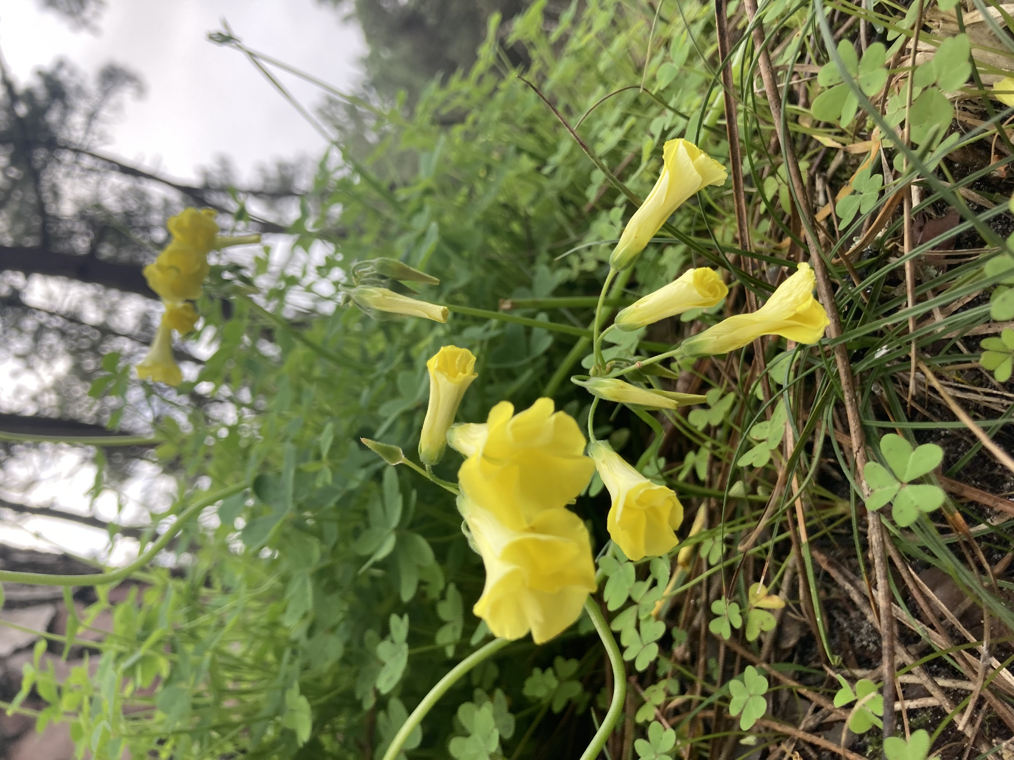 yellow twisty flower
