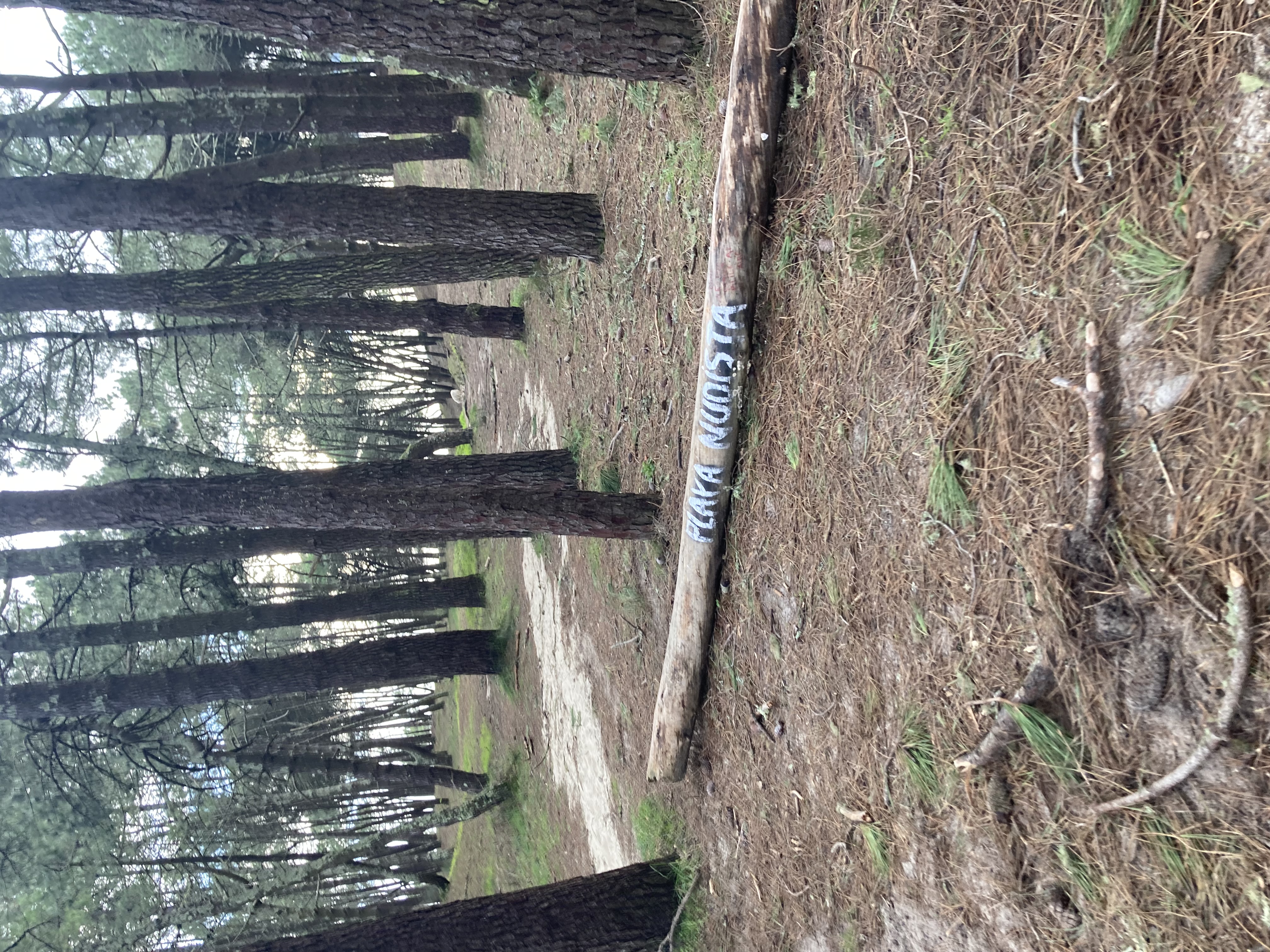 light forest, a fallen tree marks playa nudista. 