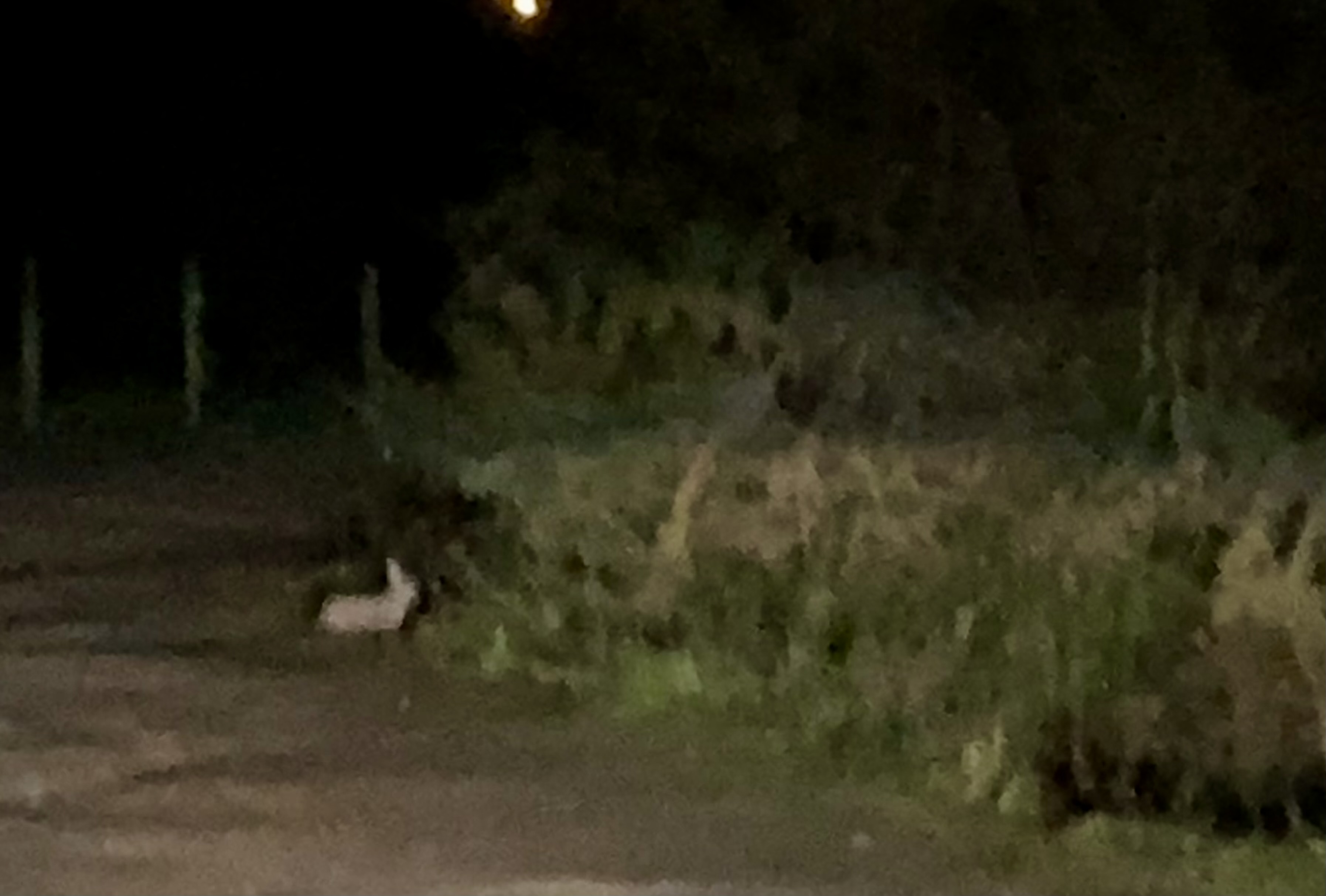 a little rabbit in headlights