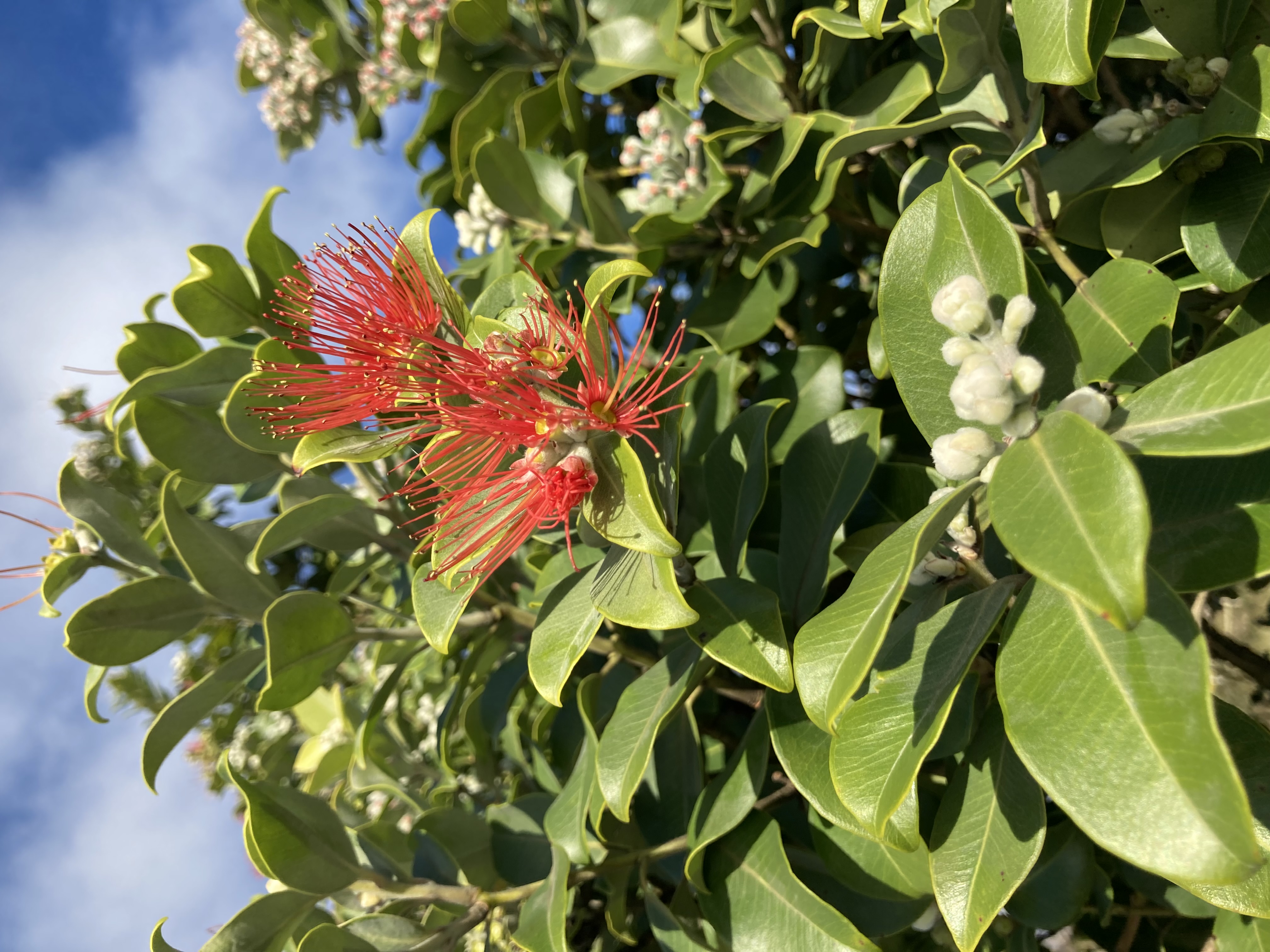red flower
