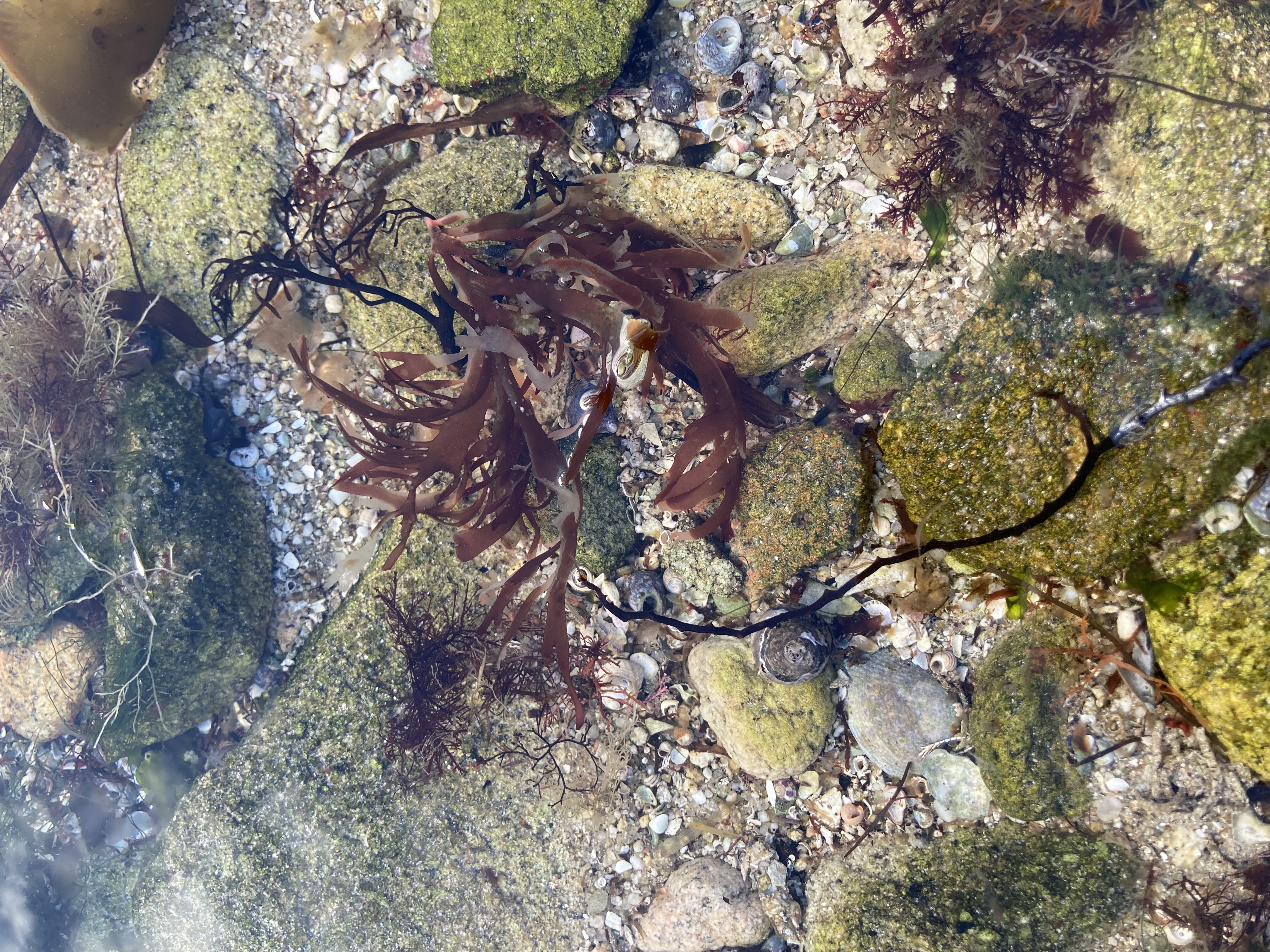 algae under water