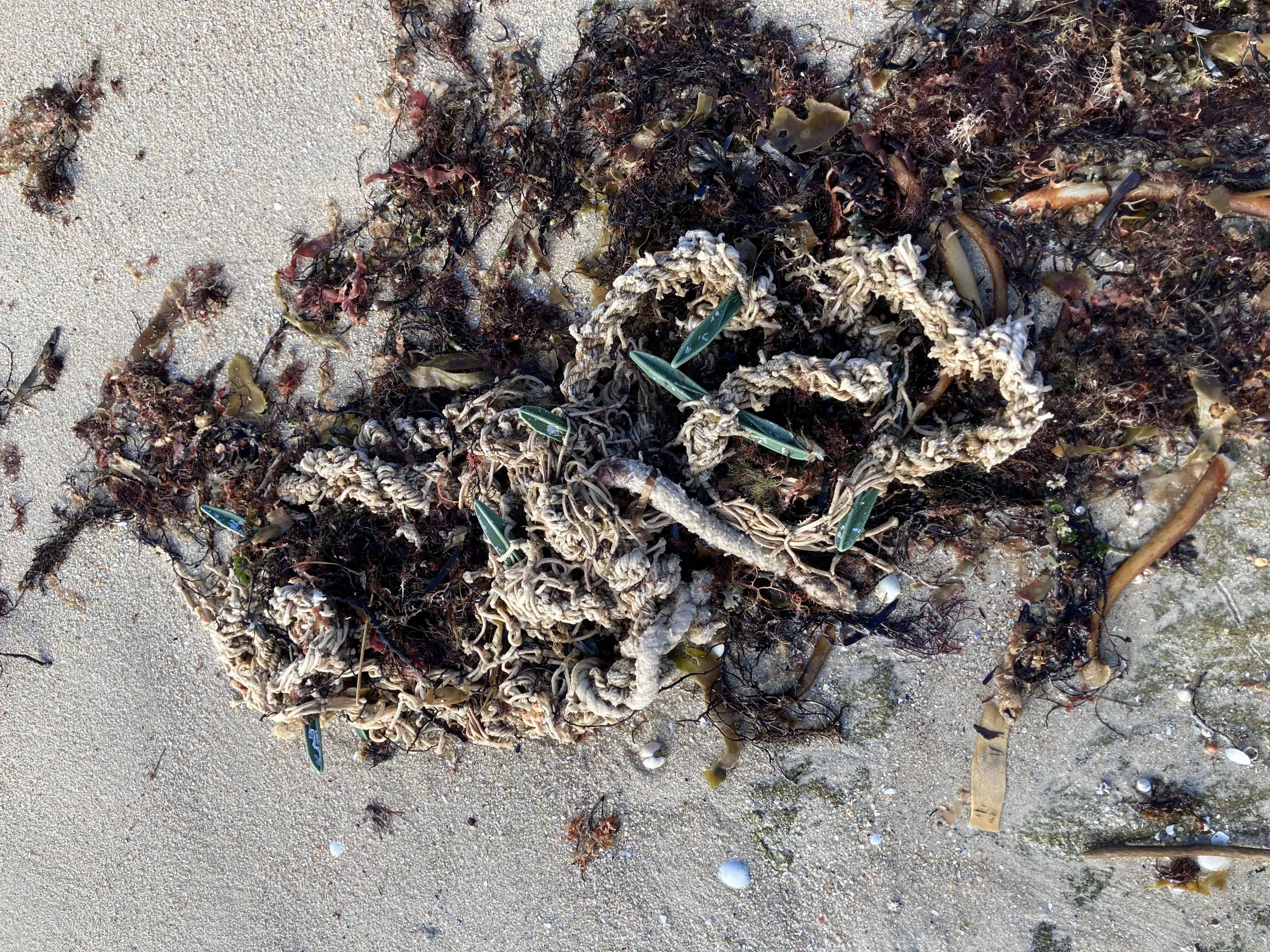 rope to catch mussels