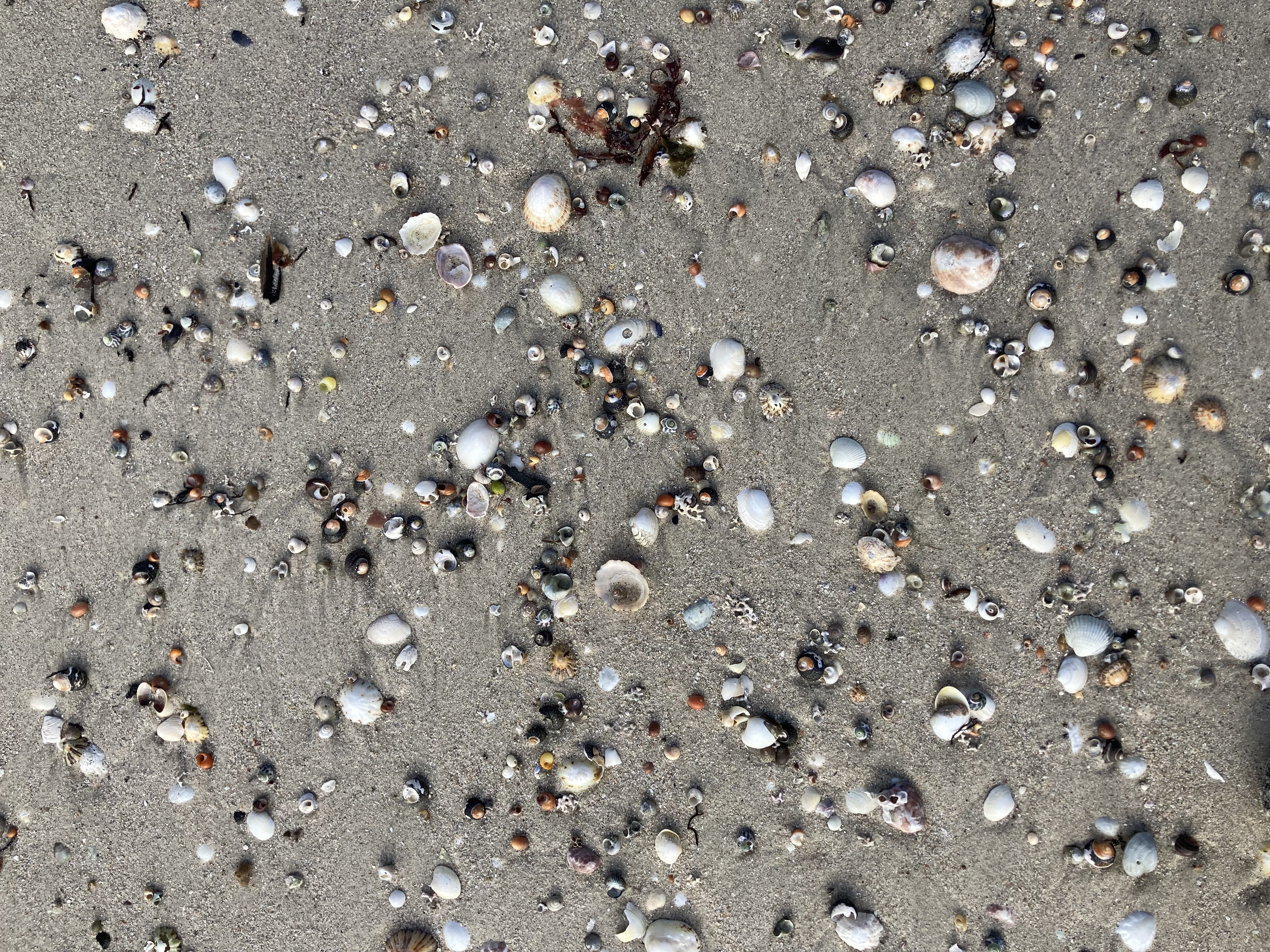 sand full of shells