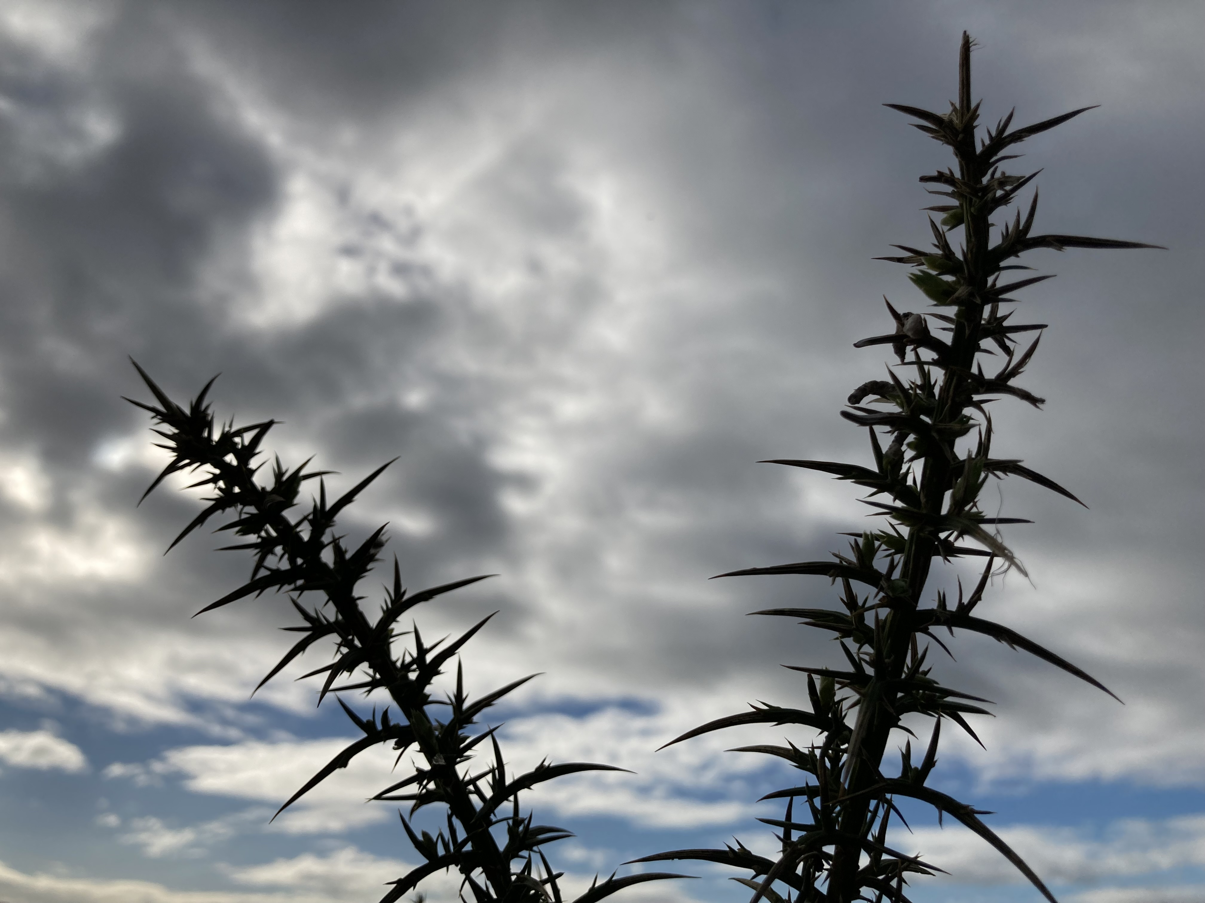 backlit prickly plant