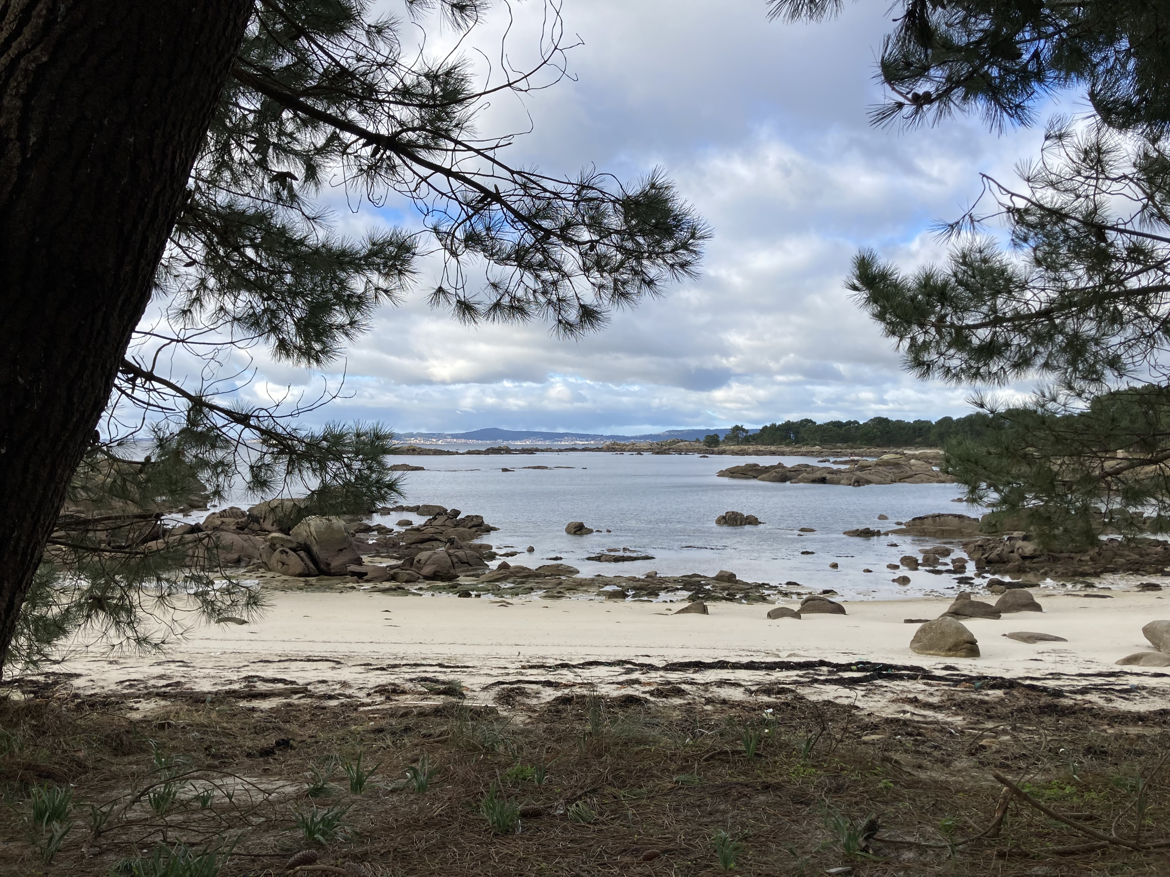 stony beach framed by pines