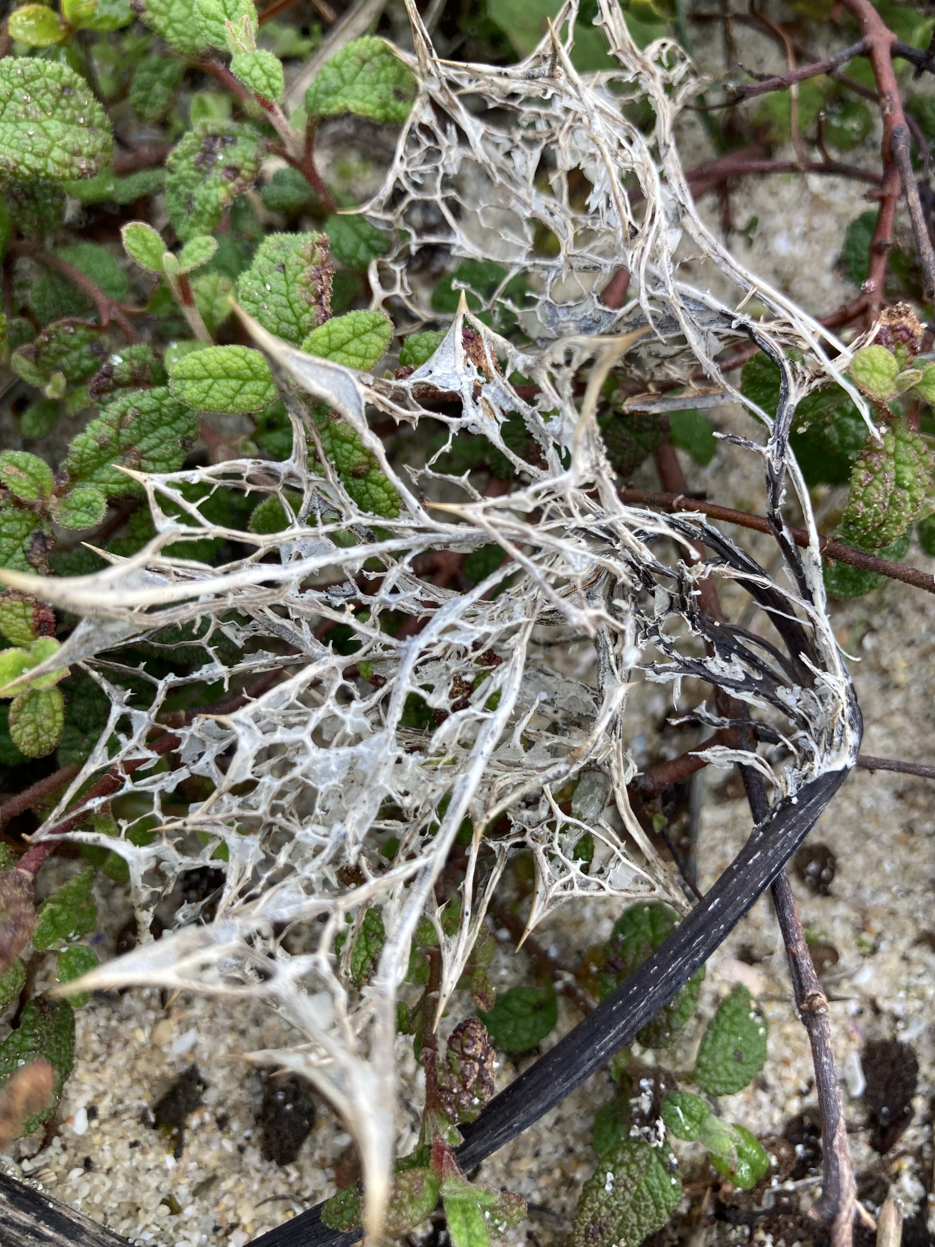 carcass of a boat's ribs