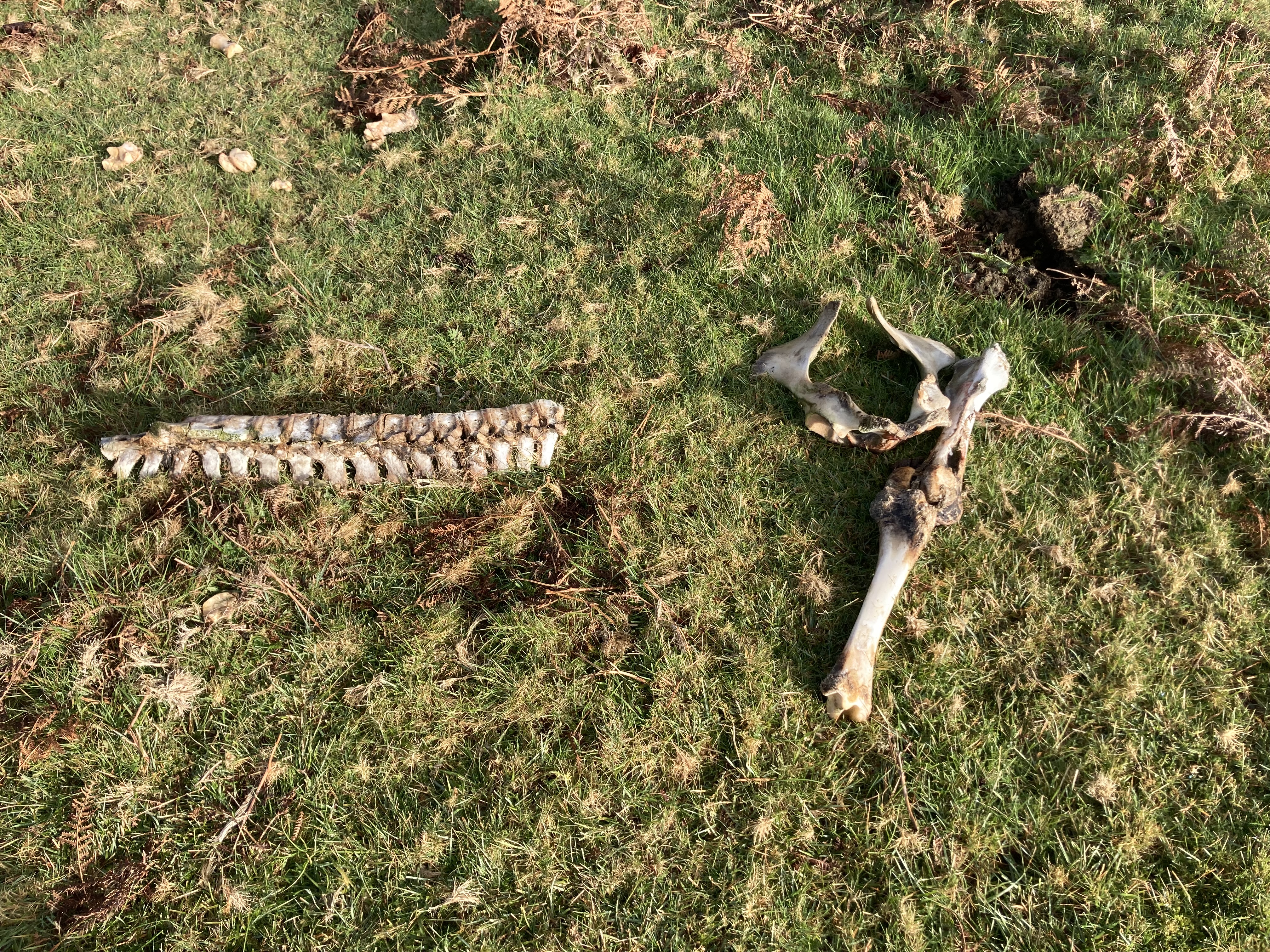 bones of spine and pelvis on gras, probably cow